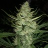 Качественные семена марихуаны Auto Gelato feminised Ganja Seeds