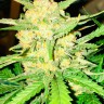 семена конопли для посадки купить Auto Gelato feminised Ganja Seeds