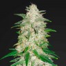 Семена марихуаны Auto Gelato feminised Ganja Seeds