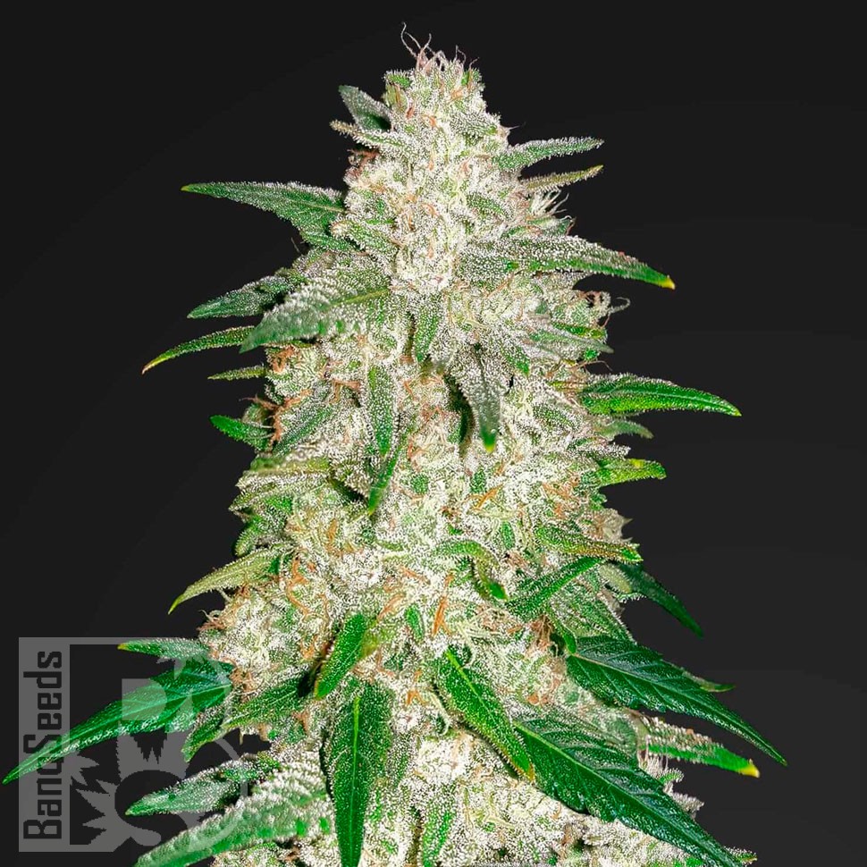 Семена каннабиса  Auto Gelato feminised Ganja Seeds