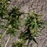 Hash Passion feminised Ganja Seeds