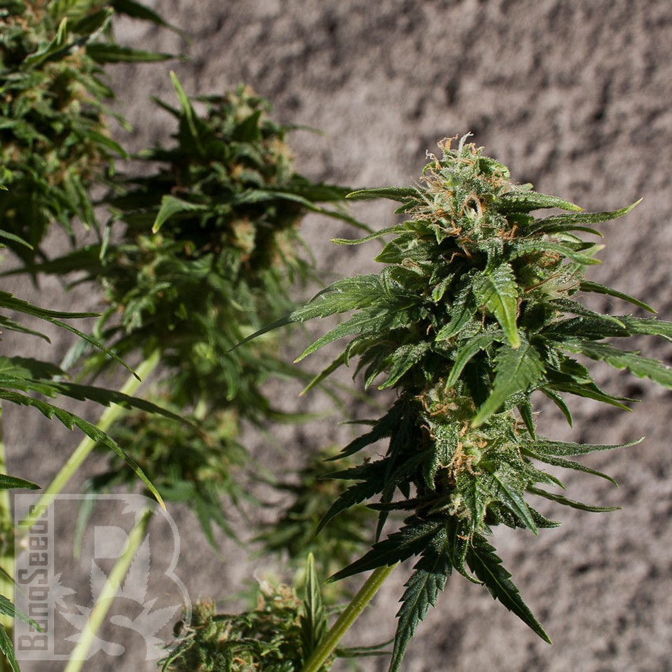 Hash Passion feminised Ganja Seeds