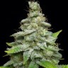 Hash Passion feminised Ganja Seeds