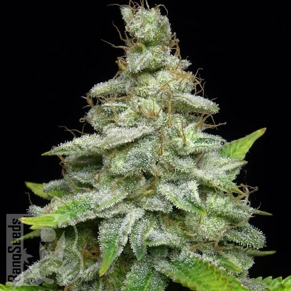 Hash Passion feminised Ganja Seeds