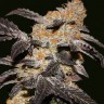 Hash Passion feminised Ganja Seeds