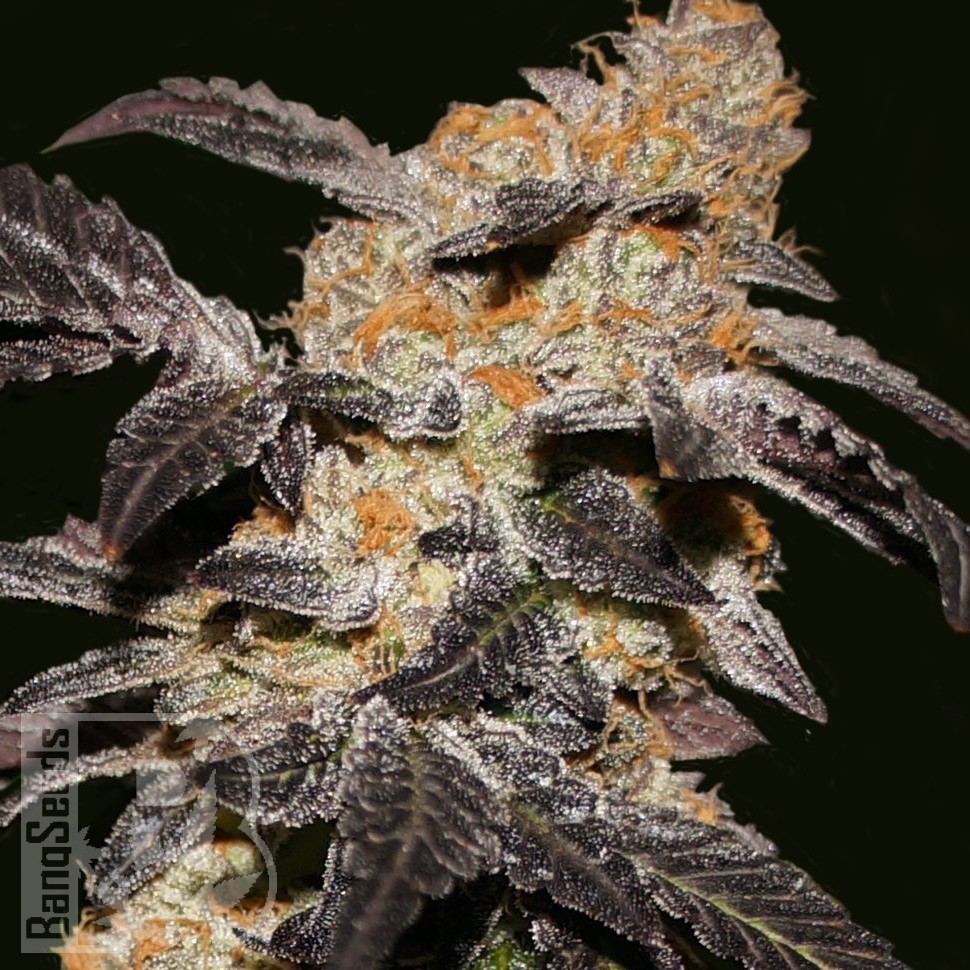 Hash Passion feminised Ganja Seeds