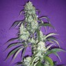 семена конопли Алма-Ата Black Widow regular Ganja Seeds