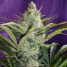 семена культурной конопли купить Black Widow regular Ganja Seeds