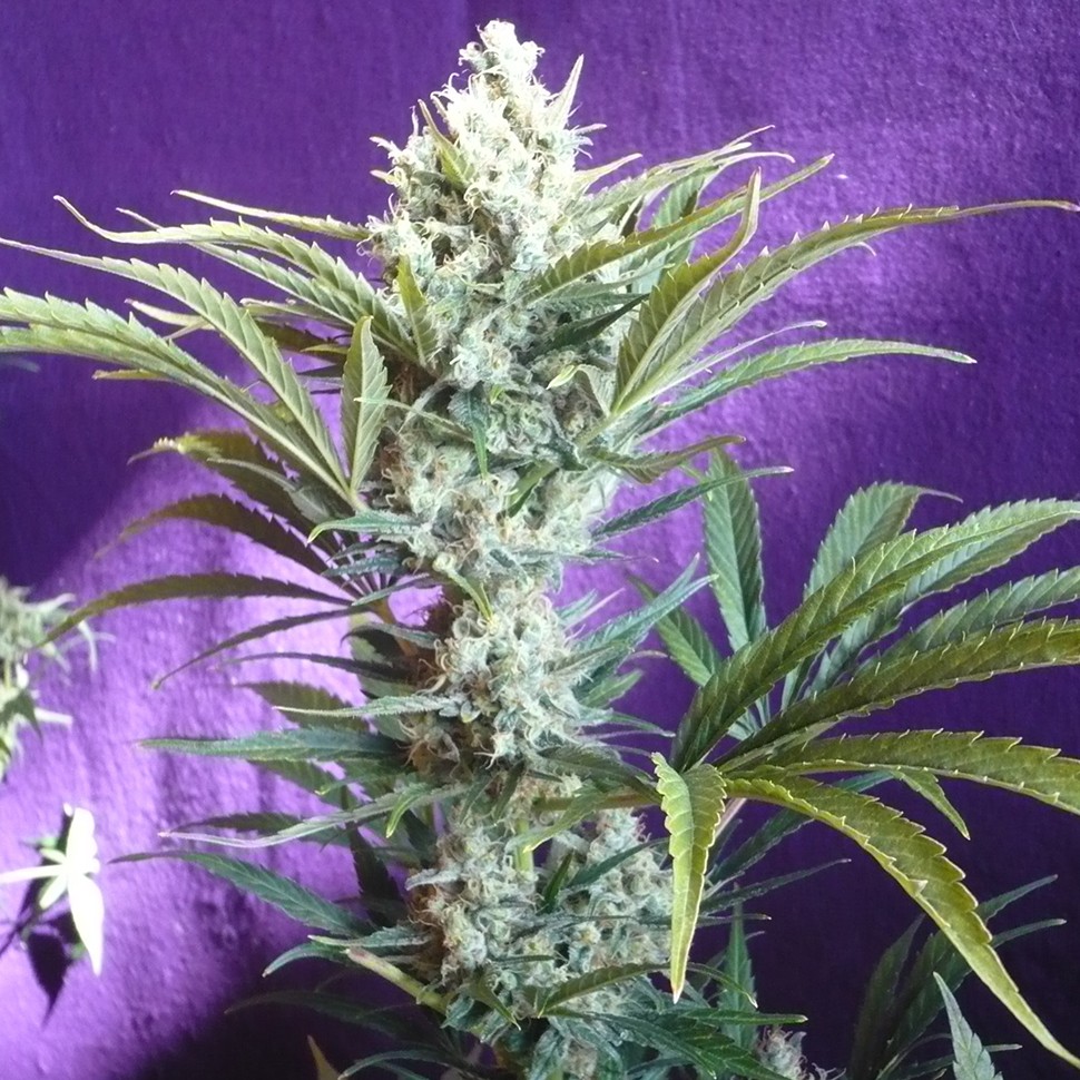 семена конопли для посадки купить Black Widow regular Ganja Seeds