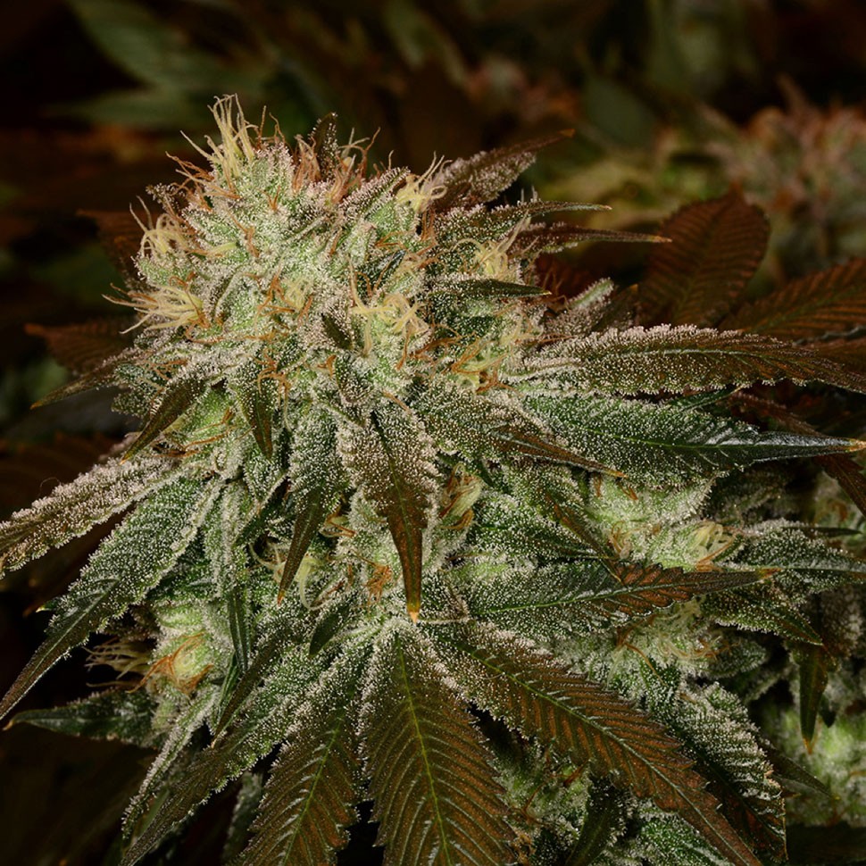 Семена ганжа  Cheese feminised Ganja Seeds