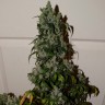 Семена каннабиса  Auto Adonis feminised Bang Seeds