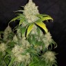 Семена каннабиса  Auto Adonis feminised Bang Seeds