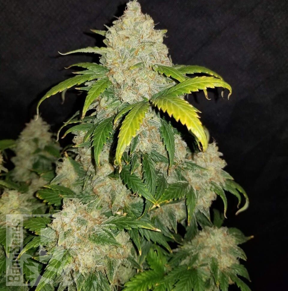 Семена каннабиса  Auto Adonis feminised Bang Seeds