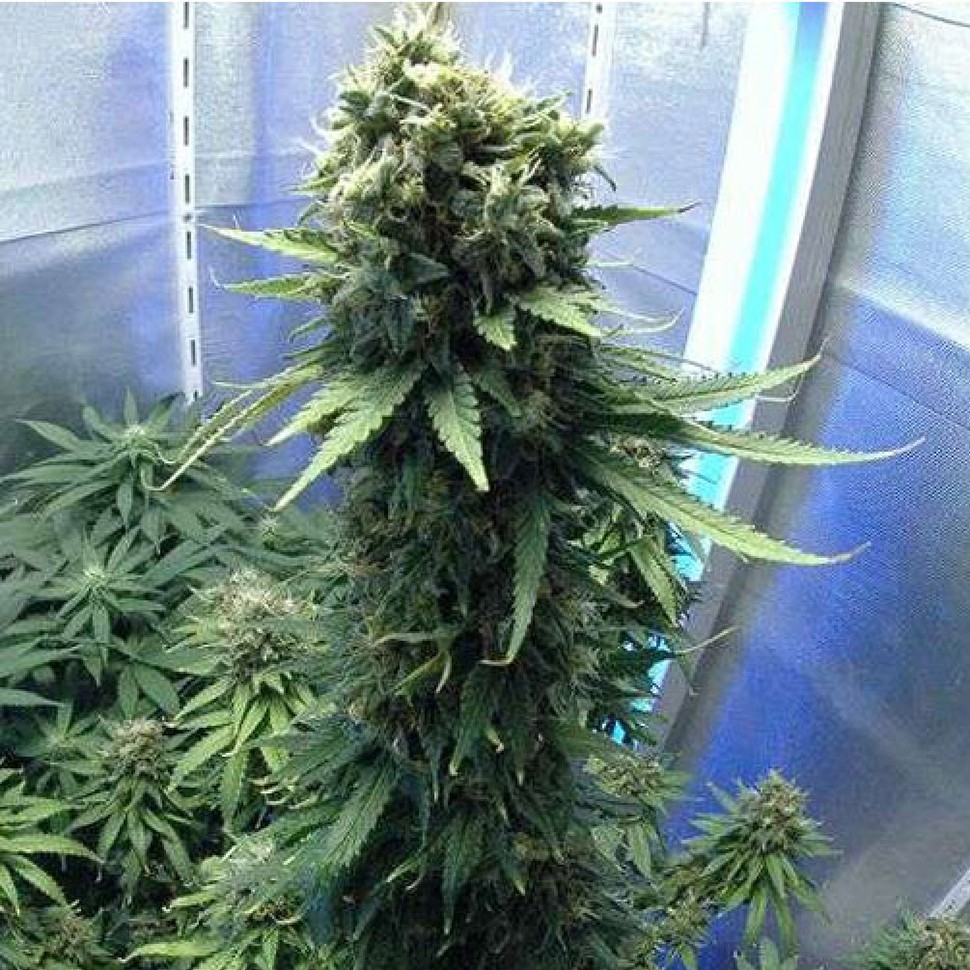 Семена  Jasybay feminised Bang Seeds