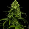 Семена  Jasybay feminised Bang Seeds