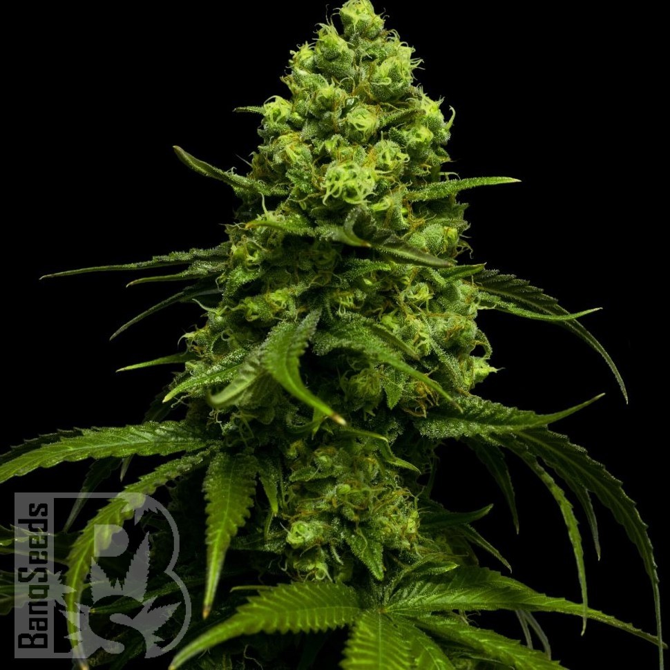 Семена  Jasybay feminised Bang Seeds