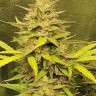 Семена  Jasybay feminised Bang Seeds