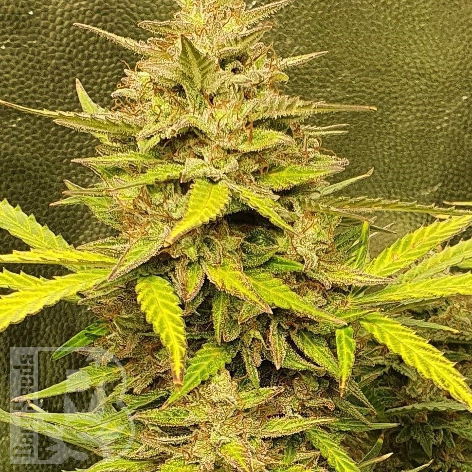 Семена  Jasybay feminised Bang Seeds