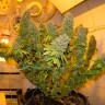 Семена марихуаны в Казахстане Blue Gelato 41 feminised Ganja Seeds