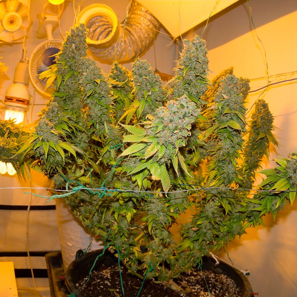 Семена ганжа  Blue Gelato 41 feminised Ganja Seeds