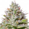 Семена марихуаны Blue Gelato 41 feminised Ganja Seeds