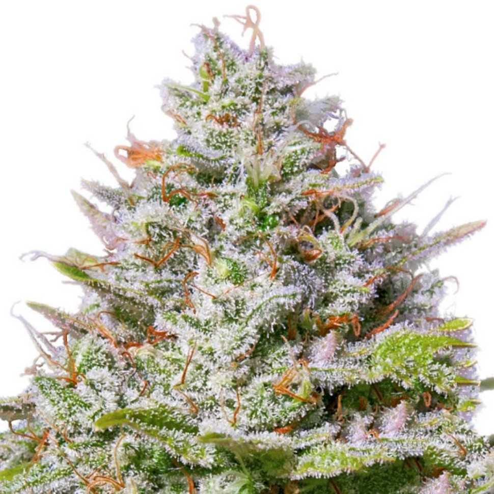 Семена марихуаны Blue Gelato 41 feminised Ganja Seeds