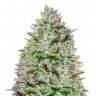 Семена конопли Blue Gelato 41 feminised Ganja Seeds