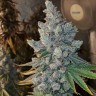 Семена ганжа  Blue Gelato 41 feminised Ganja Seeds