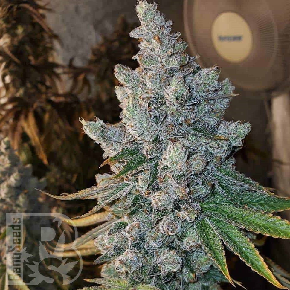 Семена ганжа  Blue Gelato 41 feminised Ganja Seeds