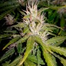 Недорогие семена конопли Auto Royal AK feminised Ganja Seeds