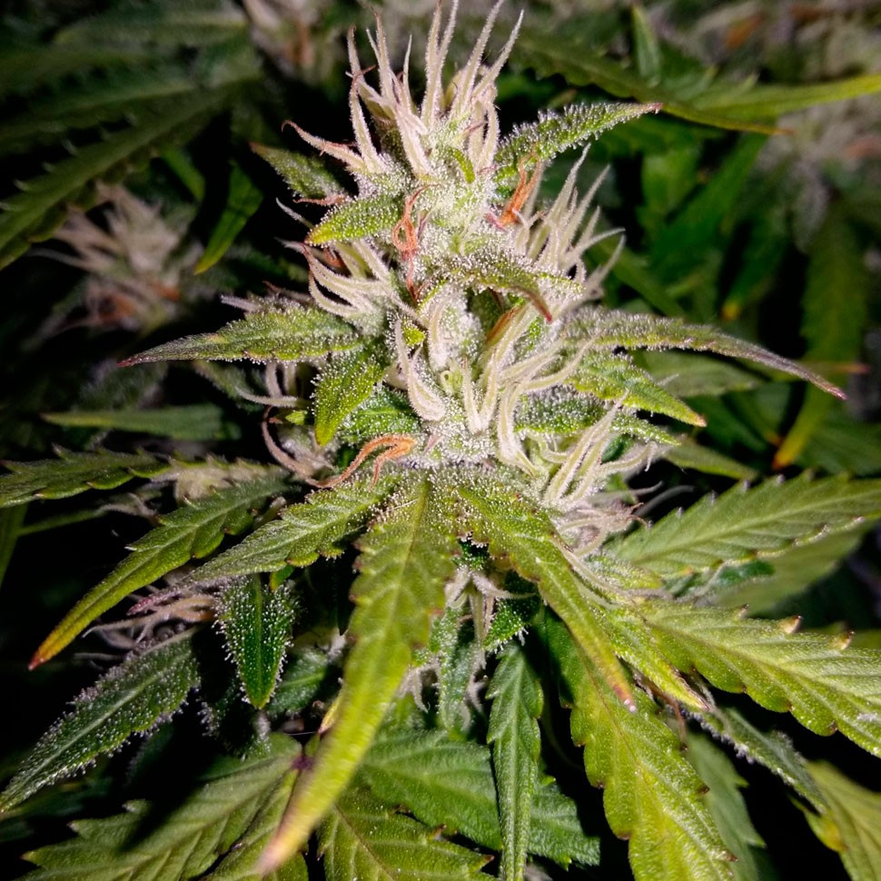 Недорогие семена конопли Auto Royal AK feminised Ganja Seeds