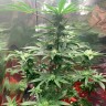 Качественные сорта конопли Auto Royal AK feminised Ganja Seeds