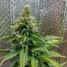 Семена марихуаны Auto Royal AK feminised Ganja Seeds