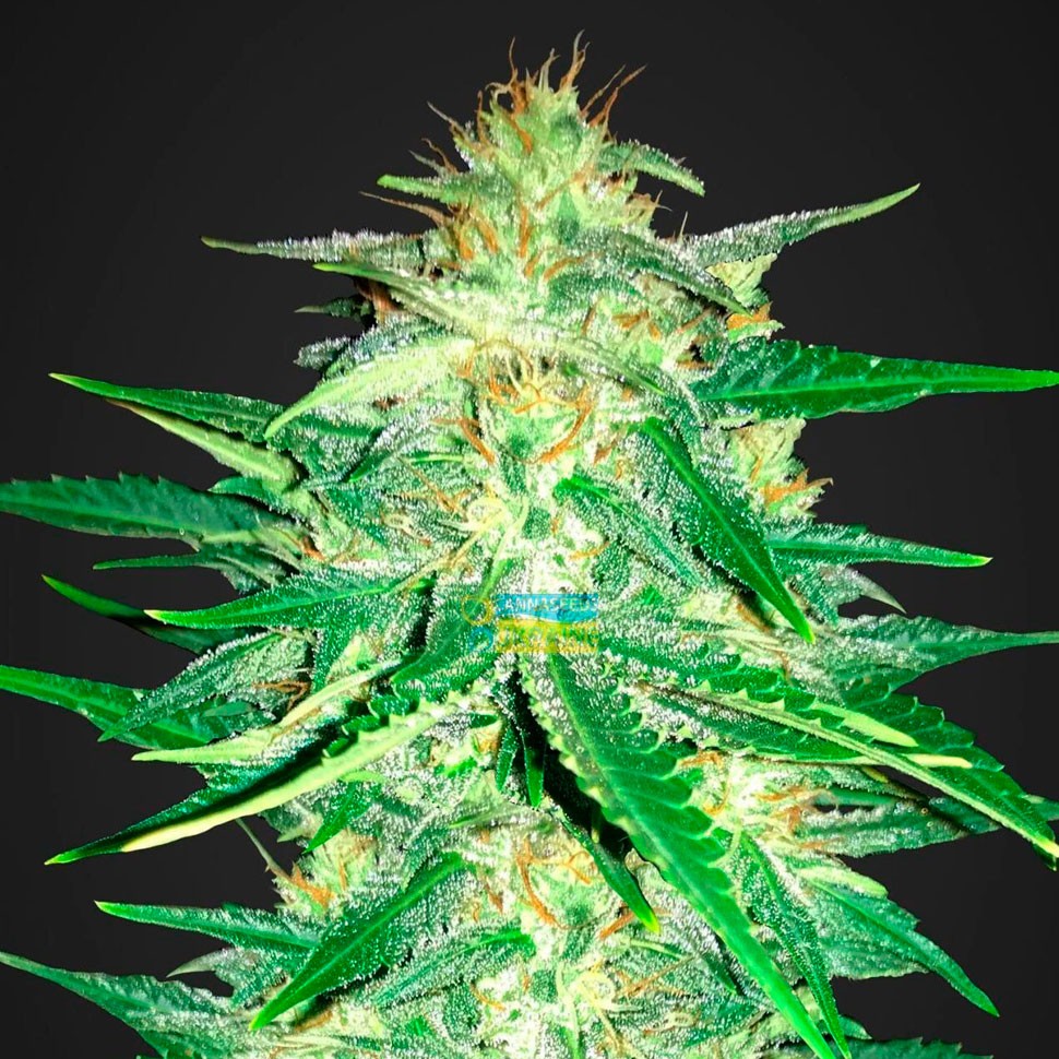 Автоцветущие сорта конопли Auto Royal AK feminised Ganja Seeds