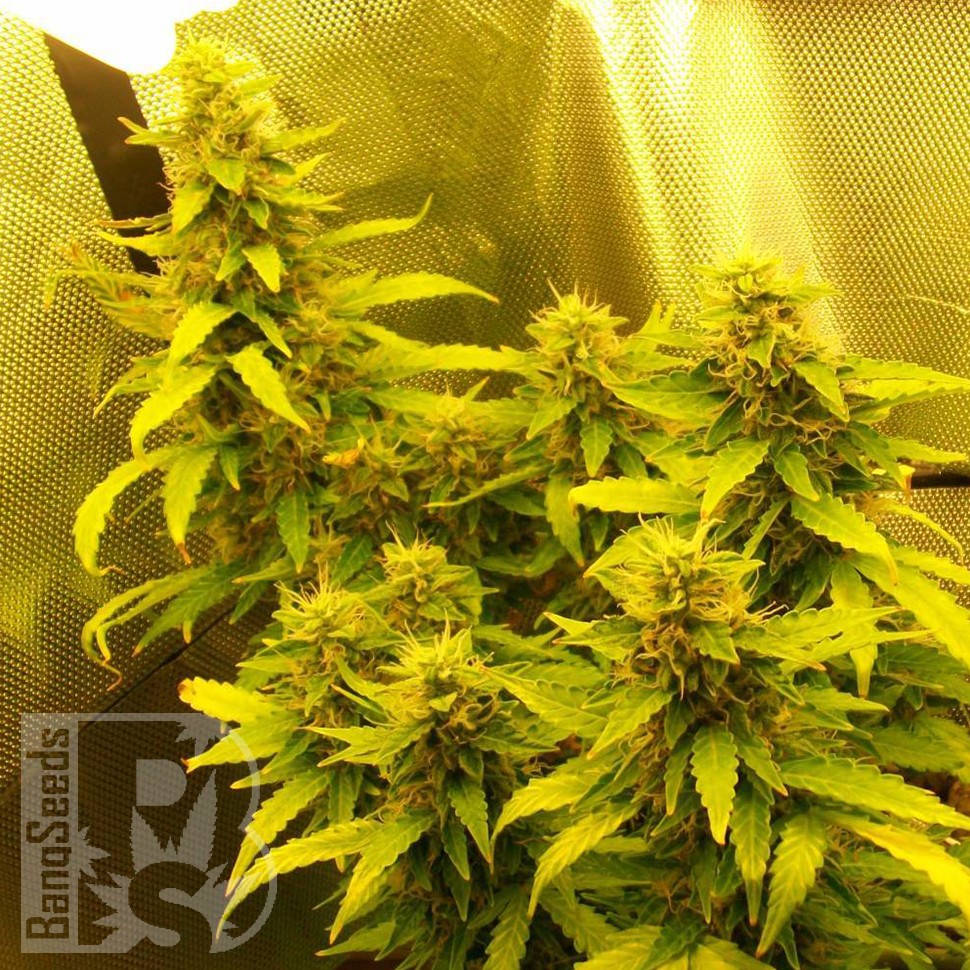 Семена конопли  Auto Great White feminised Ganja Seeds