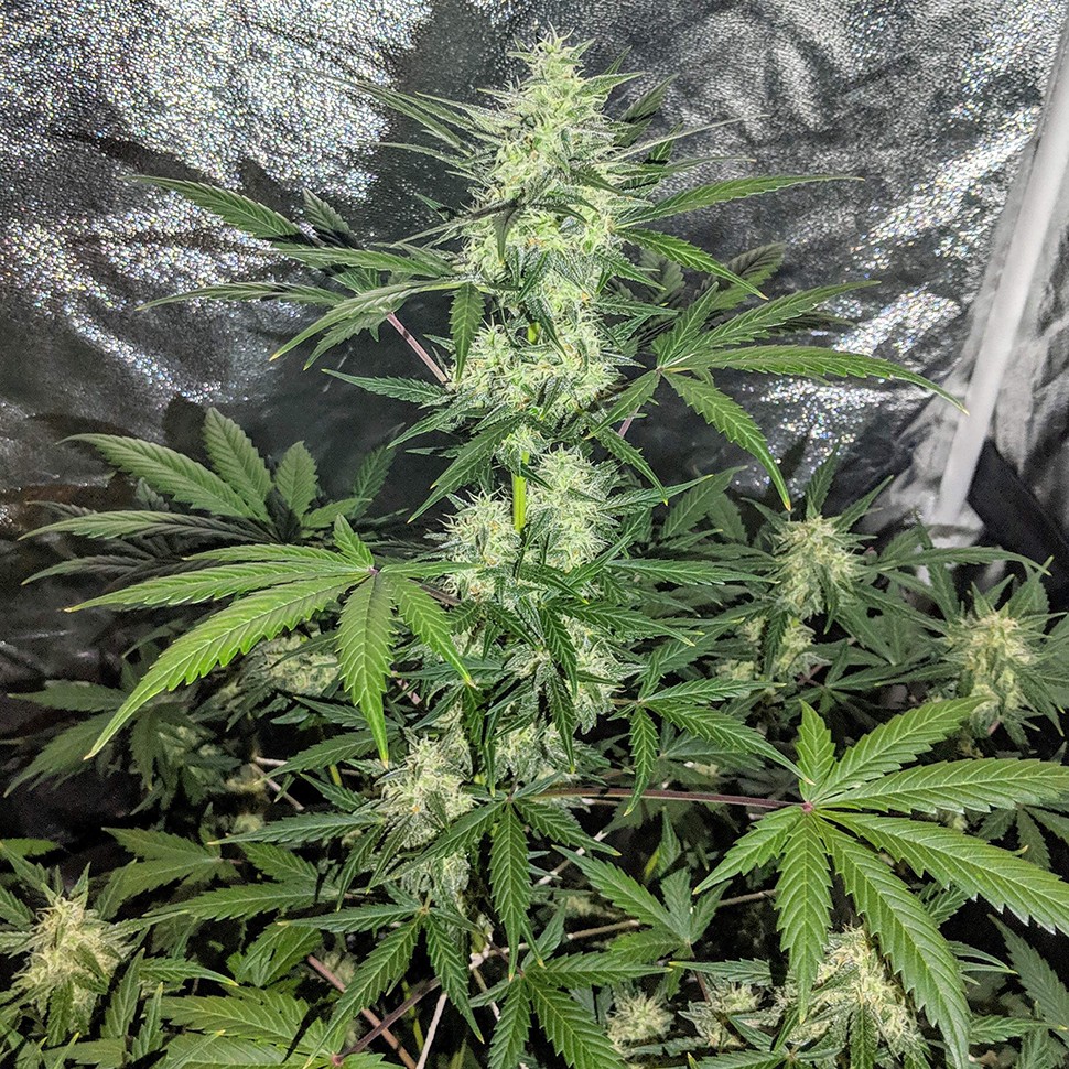 Семена  Auto Maxigom x Northern Lights feminised Ganja Seeds