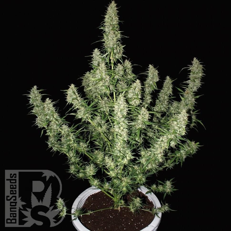 Семена марихуаны  Auto Alakol feminised Bang Seeds