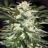 Семена марихуаны  Auto Alakol feminised Bang Seeds