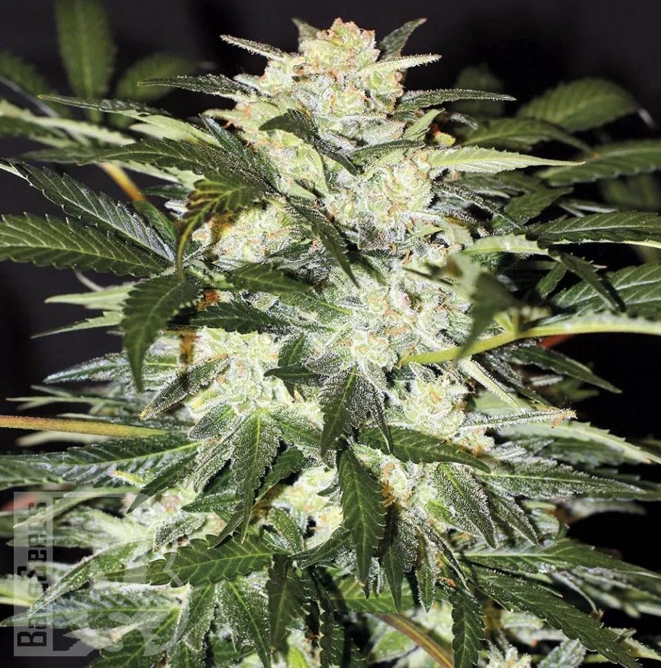 Семена марихуаны  Auto Alakol feminised Bang Seeds