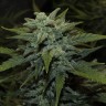 Семена ганжа  Karakum feminised Bang Seeds