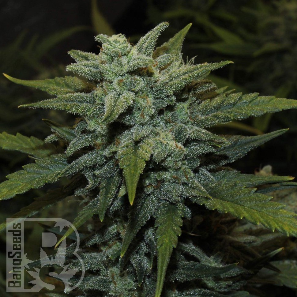 Семена ганжа  Karakum feminised Bang Seeds