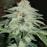 Семена ганжа  Karakum feminised Bang Seeds