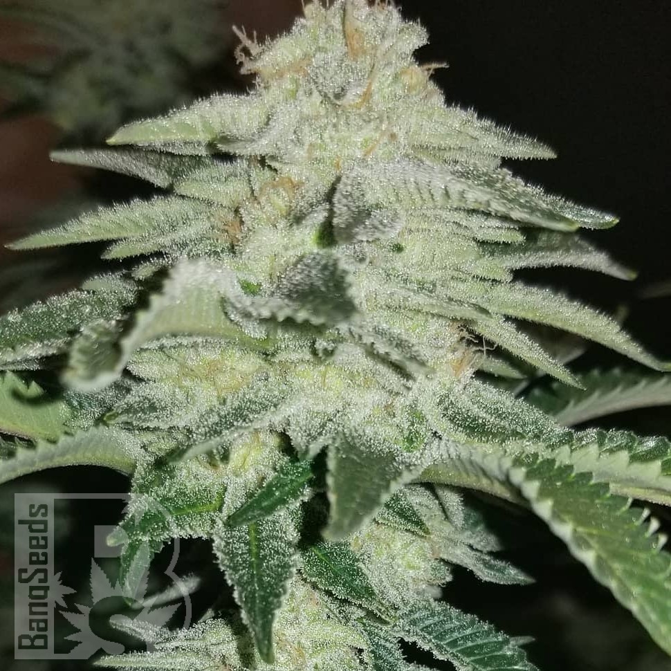 Семена ганжа  Karakum feminised Bang Seeds