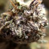 Семена конопли Auto Killer Kush feminised Ganja Seeds