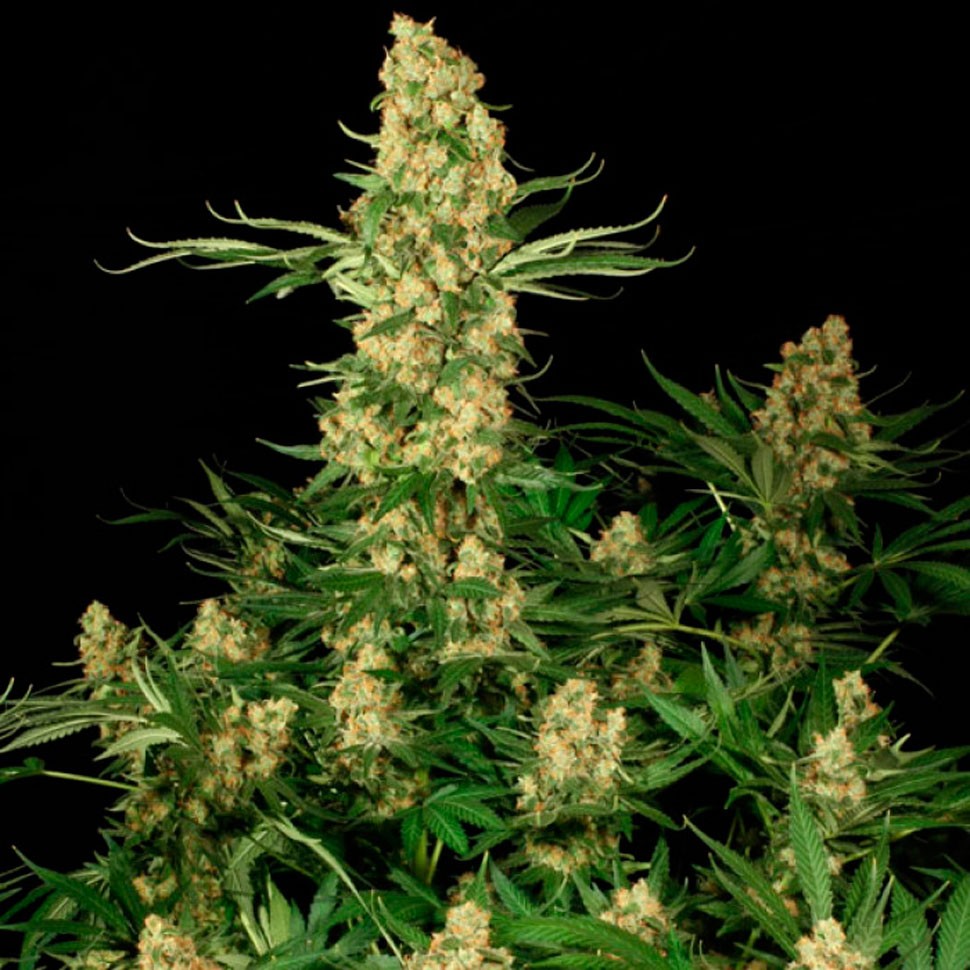 Семена  Wappa feminised Ganja Seeds