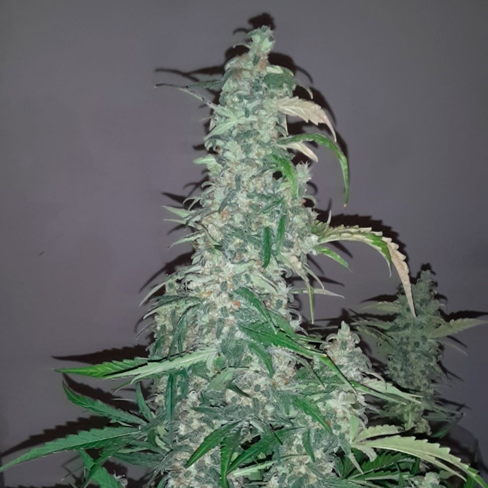 Недорогие сорта конопли Wappa feminised Ganja Seeds