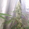 Купить семена Auto Green Crack CBD feminised Ganja Seeds