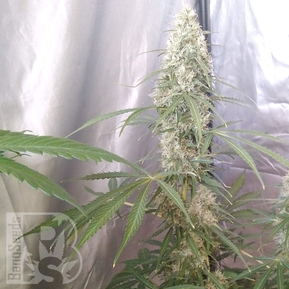 Купить семена Auto Green Crack CBD feminised Ganja Seeds