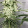 Заказать семена Auto Green Crack CBD feminised Ganja Seeds