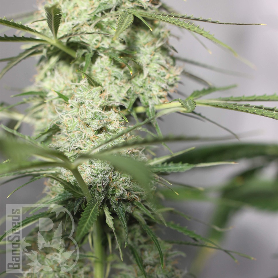 Заказать семена Auto Green Crack CBD feminised Ganja Seeds